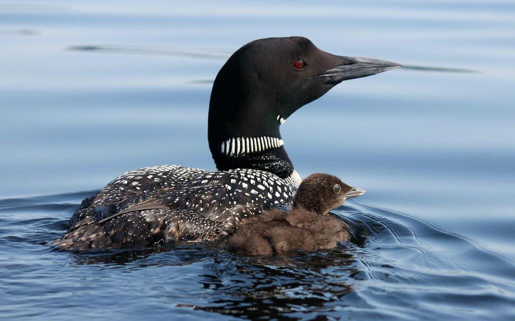 Panther Pond Association (PPA) logo